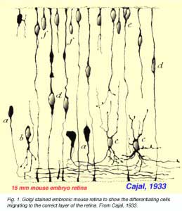 devCajal
