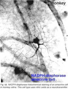 diaphorase