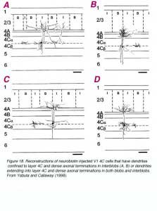 fig14visualcortex