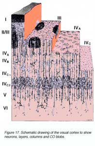 fig16cortex3d