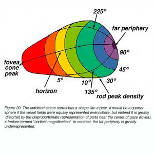 fovea-periphery