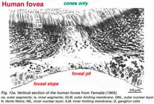 hufovea