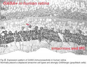 humanGABA