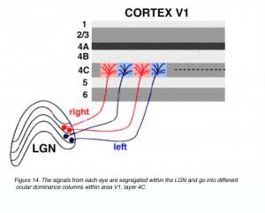 lgn-capa4