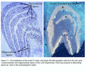lgn-projections