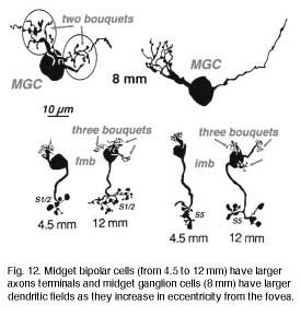 periphmgcs