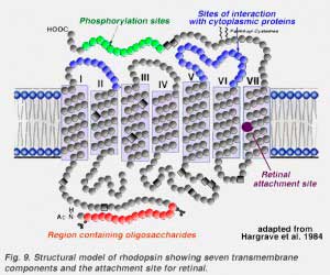 rhodopH