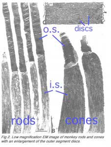rodcoEM
