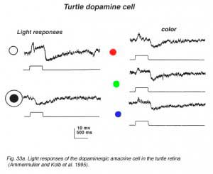 turtdopaphys