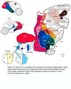 visual-cortex1