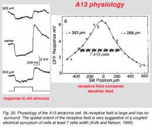 A13physiol
