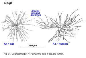 A17golgi