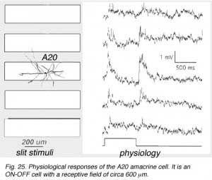 A20physiol