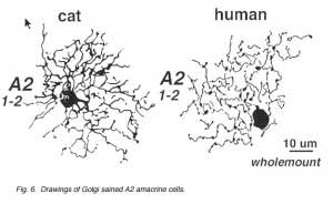 A2Golgi