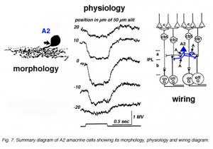 A2phys