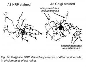 A8hrpgolg