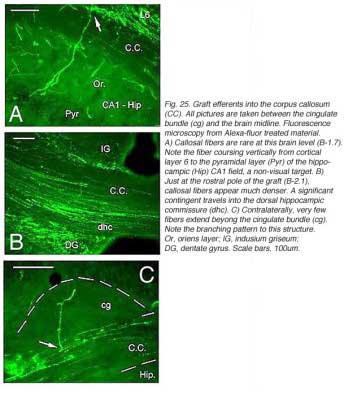 GaillardFig25