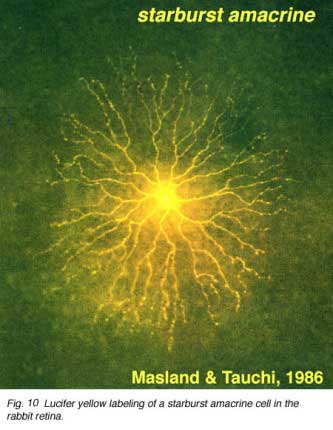 Masland2ed