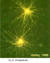 seroton21