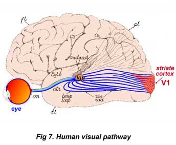 Fig7_Visual_Pathway