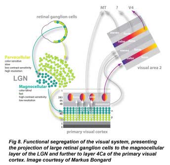 Fig8_LGN_V1
