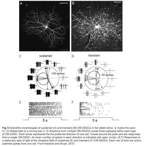Fig13
